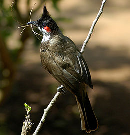 260px-Red-whiskered_Bulbul-web